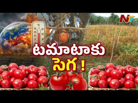 El Nino Effect On Tamato Farming | ఎల్ నినో దెబ్బకు అల్లాడిపోతున్న టమాటా రైతులు | NTV Telugu