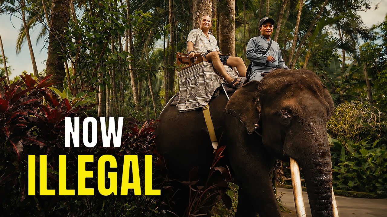 An Elephant Took Me To Dinner. Now It's Illegal — video thumbnail
