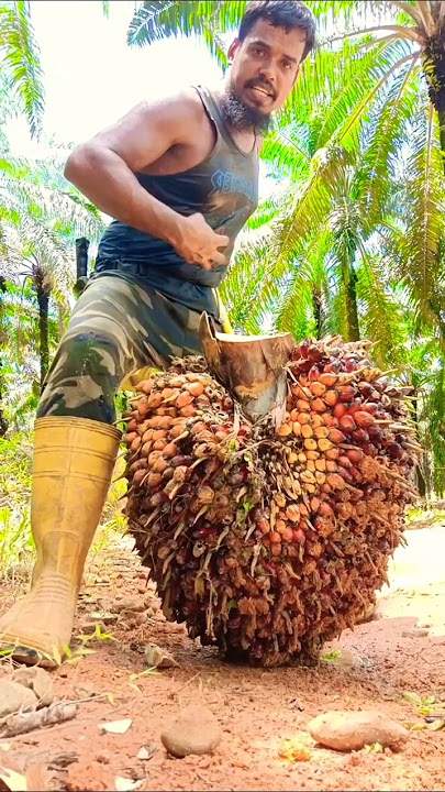 Some techniques have to be adopted to load palm fruit.#viralshort#palmtrees#malaysia#palm#farming#