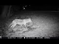 Red Fox Feeding on the Lawn