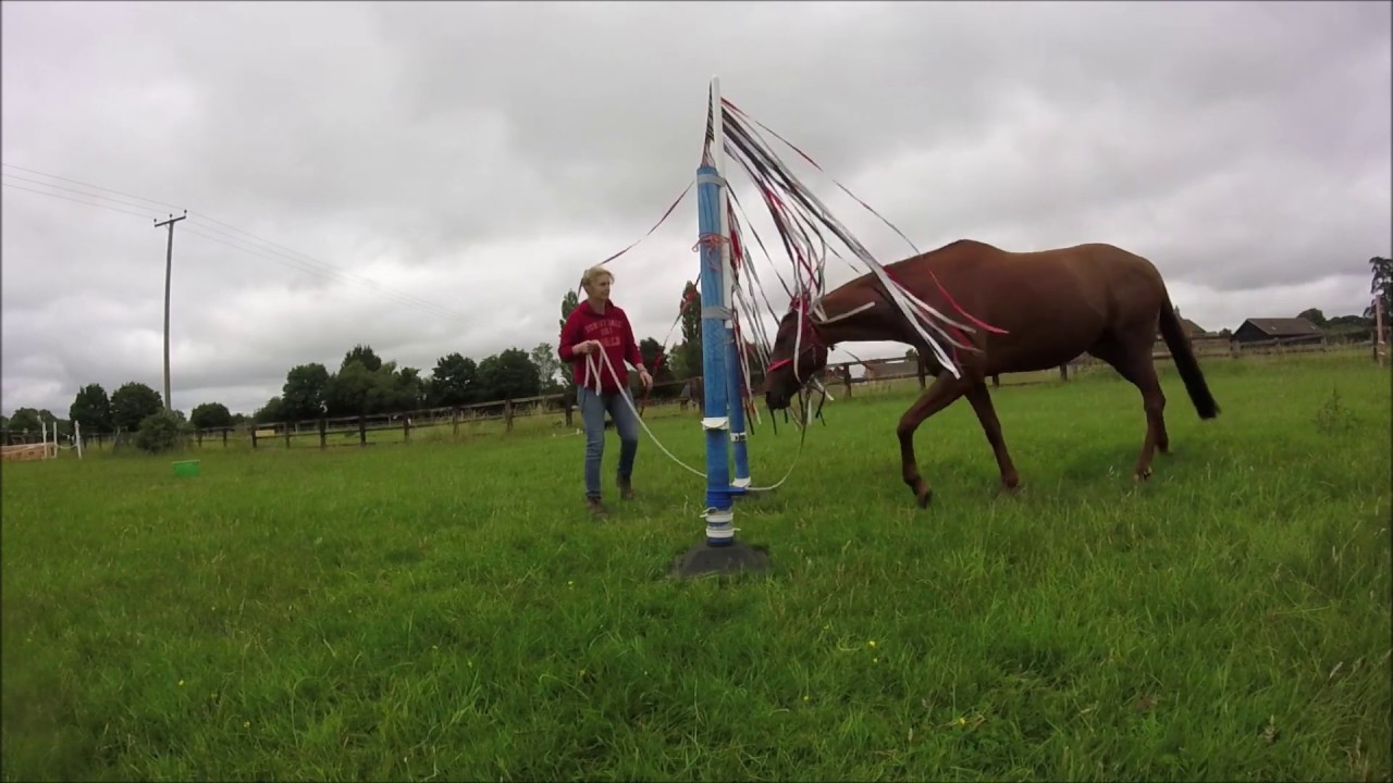 Horse agility training July 2020 YouTube