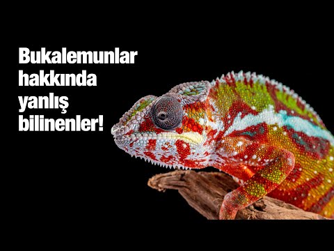 Video: Bir bukalemun rengini nasıl değiştirir ve neye bağlıdır?