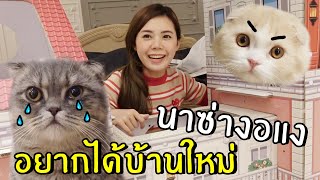 [ENG SUB] New Home Cat 4 Floor