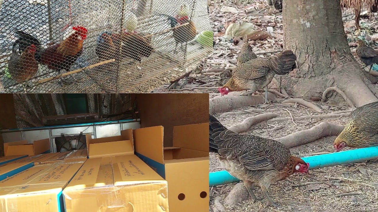 เลี้ยงไก่ป่าง่ายง่ายนิดเดียวลงทุนน้อยแต่ทำอาหารได้หลายเมนู