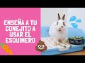 ENSEÑA A TU CONEJO A USAR EL ESQUINERO 🐰💦💩 TIPS Y CONSEJOS  ~ Pistachio el conejito