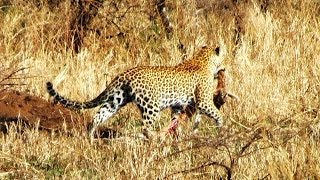 Tanzania: Serengeti Part 2