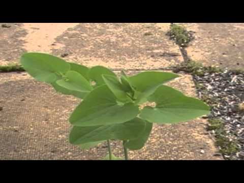 Poisonous Plants 1-to-1 birthwort, Aristolochia clematitis