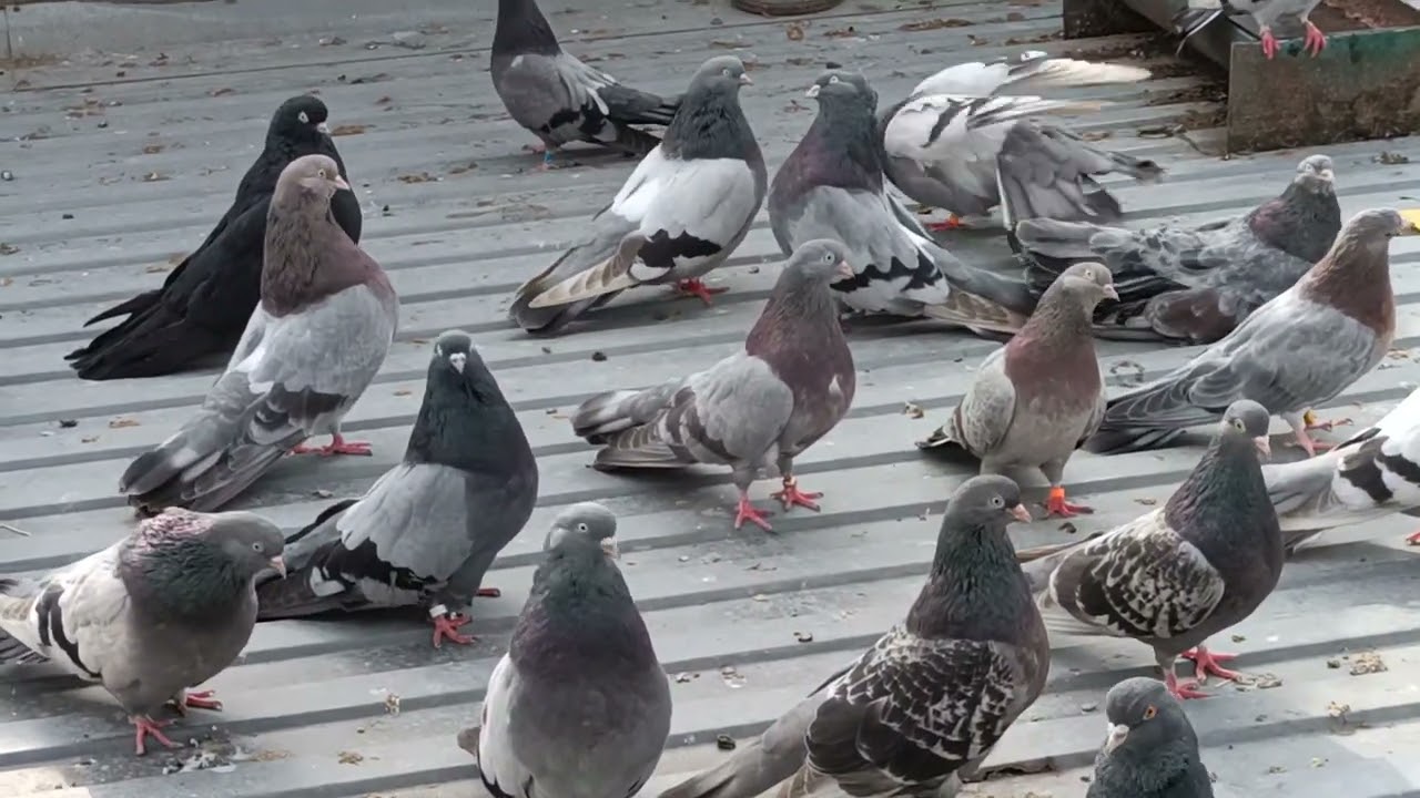 голуби на 2024 год