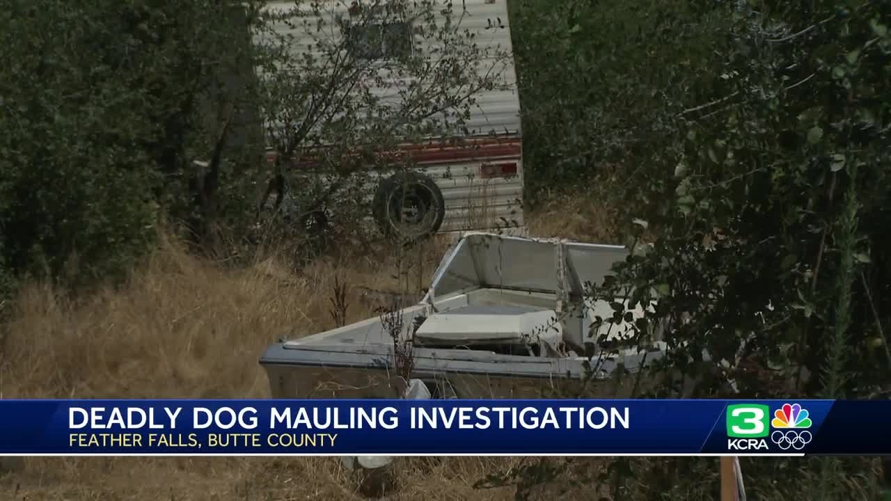 25 Great Danes Seized | Neighbors upset after Butte County woman mauled ...