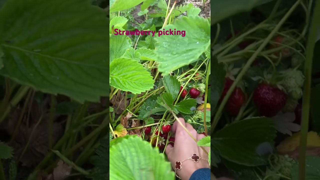 Things to do in Oregon  Columbia Farms u pick