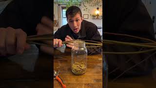 How to Make Willow Water to SUPERCHARGE YOUR PROPAGATIONS!