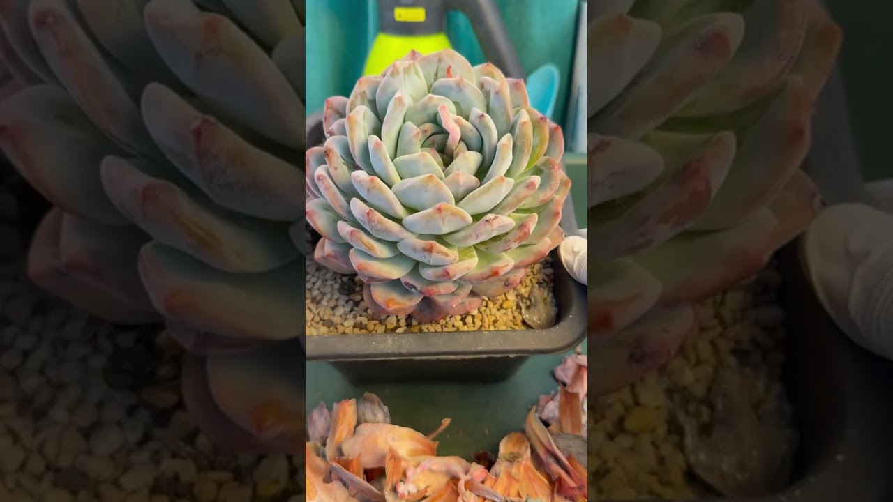 Testing Indoor Spots: Which Location Helps Succulents Most?