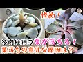 多肉植物の育て方、葉がポロポロ落ちる原因と対処法、初心者も簡単に救出できる！|花子