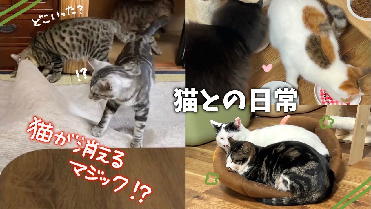巧みなマジックを披露する驚きの猫ちゃんたち⁉️😳 | 保護猫ちゃんとのお別れの気配を感じた日 【保護猫活動】