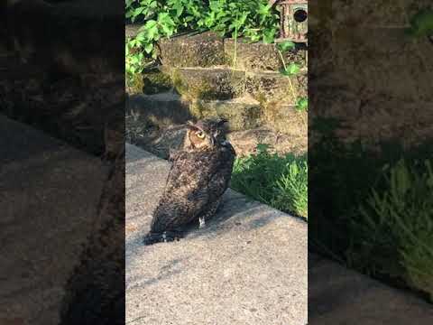 Injured owl vs cat