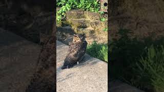 Injured owl vs cat Resimi