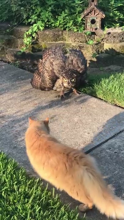 Injured owl vs cat