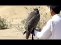 hunting with gyrfalcons || incredible hunting || falconry art of kings