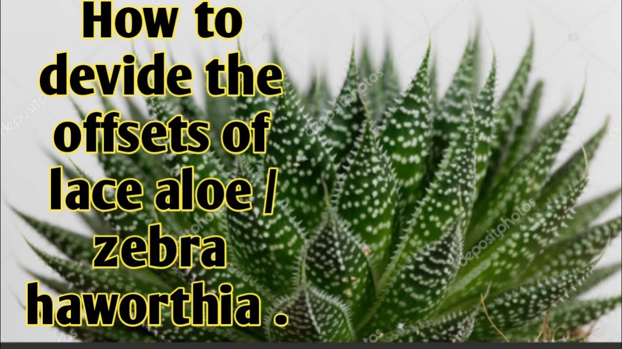 How to devide the offsets of lace Aloe / zebra haworthia .