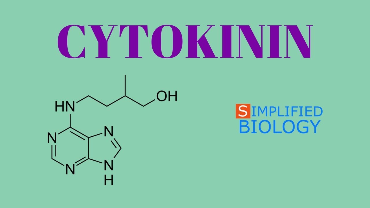 CYTOKININ for NEET, AIIMS, AIPMT, JIPMER, PREMED