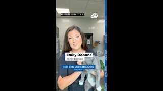 Adoptions needed at South Carolina animal shelter amid takeover