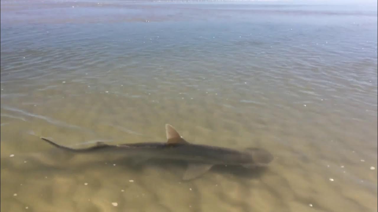 New Smyrna Beach Shark YouTube