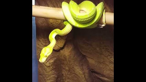 Greentreepython sorong