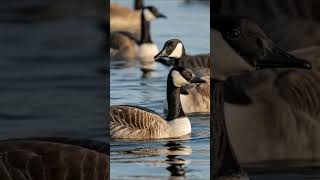 Canada Goose Migration 🦢🌅 Endless Journey South #shorts #canadagoose #migration #flying #animals