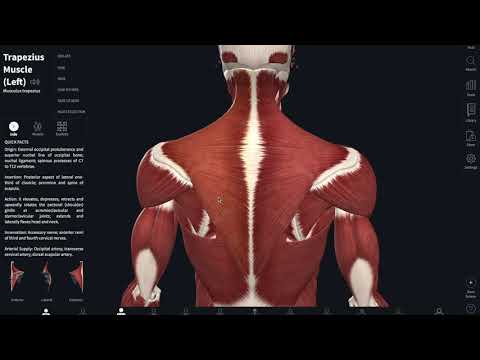 Анатомия трапециевидной мышцы. Местоположение и функции.