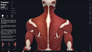 Анатомия трапециевидной мышцы. Местоположение и функции.