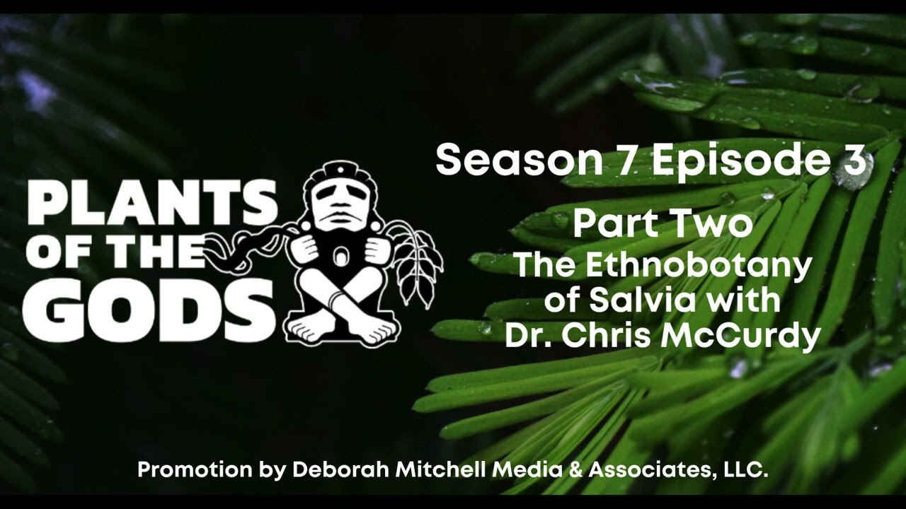Plants of the Gods S7E3 | Part Two —The Ethnobotany of Salvia with Dr. Chris McCurdy