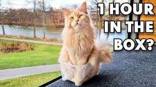 Maine Coon Cat Buster Sits 1 Hour in a Box!