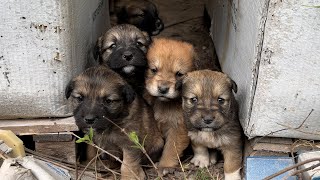 Geveze Yavru Köpekler Kardeşlerini Koruyor