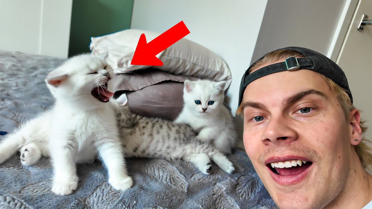 selviydytään 48 tuntia KISSANPENTUJEN kanssa