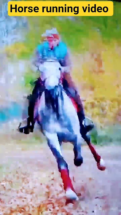 horse runing video | | horse race video  | | #shorts #animal #horse