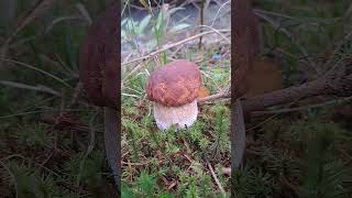 boletus porcini prawdziwki grzyby 2023 pilze borowiki грибы nature wald las mushroom