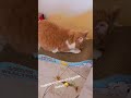 #cat #fypp #fypage #gatoshermosos #gatosdomésticos #chats #cats #chatsdeyoutube #fypシ #fypyoutube