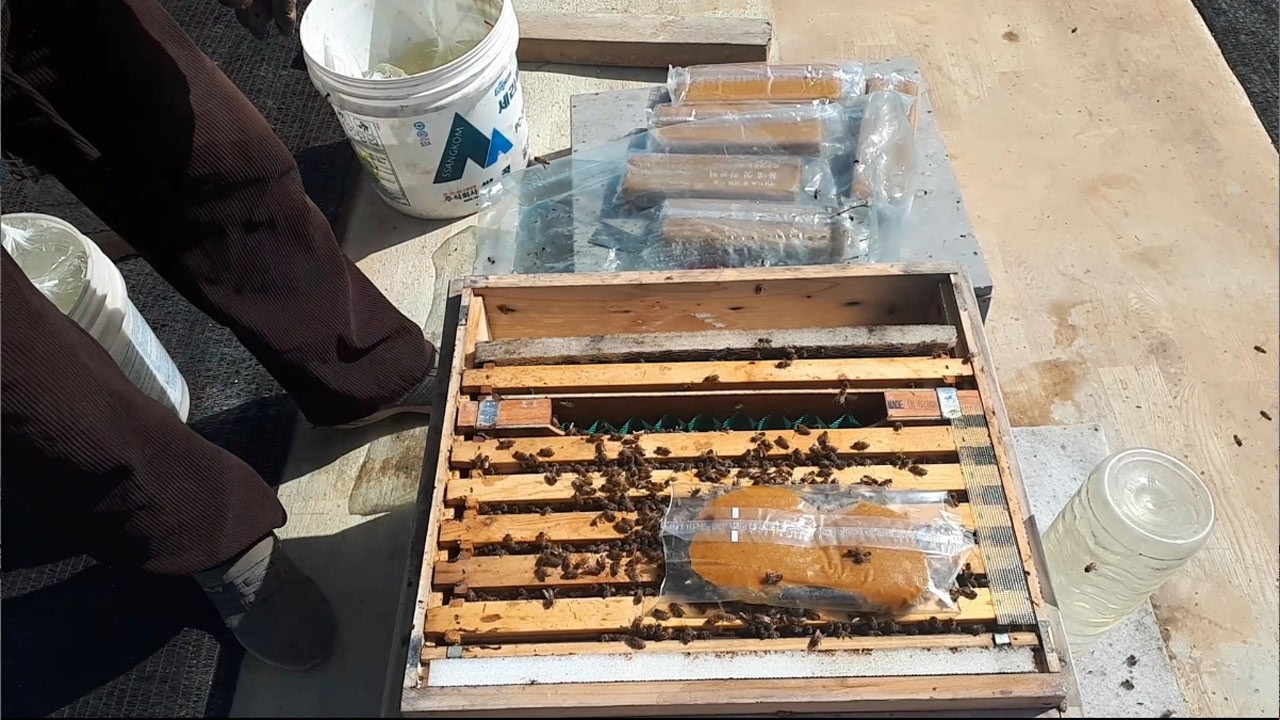 꽃과벌TV 2월 4일 깨운벌 오늘 2월 23일 2차 자극사양및 화분떡 보충