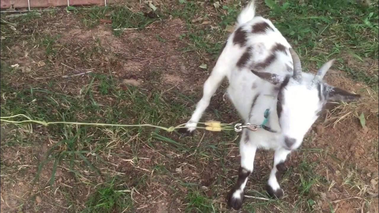 Goats love their new scratching post YouTube