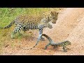 Leopard cub gets slapped around by lizard