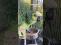 From seed based diet to pellets | 25 years old Amazona parrot #shorts