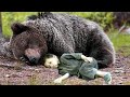 🐻 / Как МЕДВЕДЬ помог ему выжить в тайге /