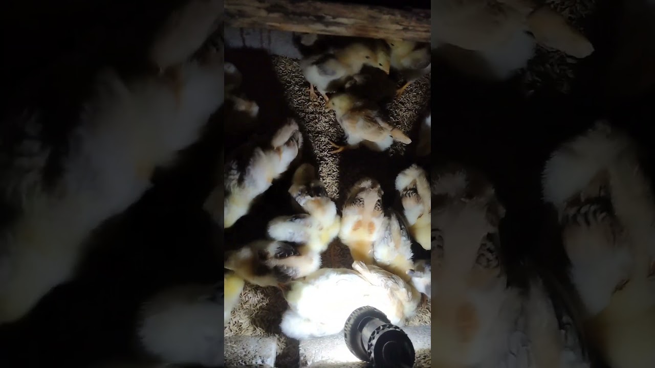 những chú gà con xing đẹp