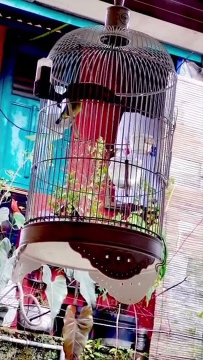 Pleci Macok Muria Gacor #pleci #plecigacor #plecimania #plecimaniaindonesia
