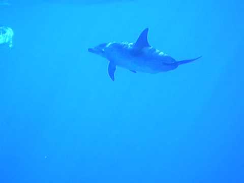 bagno con i delfini a madeira 4