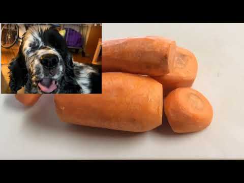 გინახავთ ძალლი სტაფილოზე ჭამს!