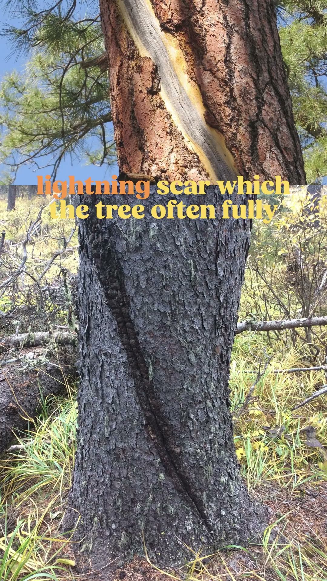 Woodworking with wood from a tree EXPLODED by lightning! #trees #woodworking