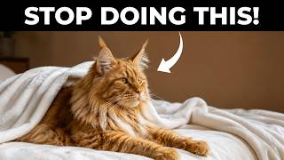 9 Mistakes Every Maine Coon Cat Owner Makes (And How to Avoid Them)