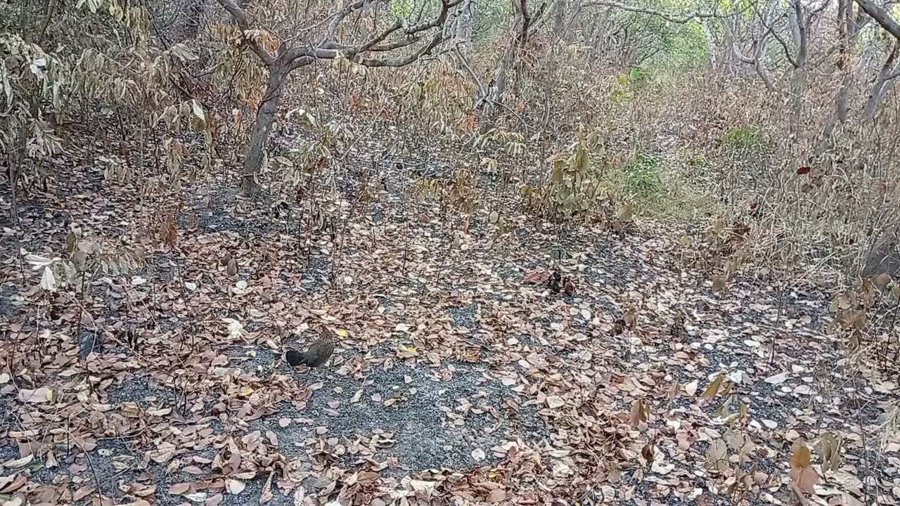 ไก่ต่อแม่ลำดวนสายร้อง/จ่อยคนตีผึ้ง