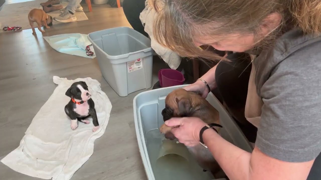 Dash Dash got away! Everyone but Dash got a bath.  